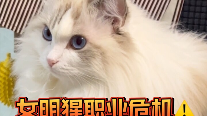 Your hair can fall out, but your “cat persona” must stay intact!