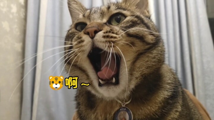 Con hổ dữ gầm thét này, tôi cũng nghe hơn trăm lần rồi!