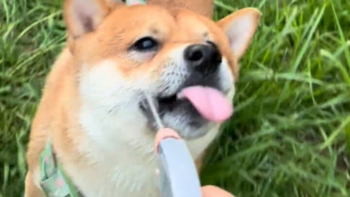 Cứu với! Có con chó nào đó cứ dùng súng nước bắn vào da tôi, chim én ơi!!