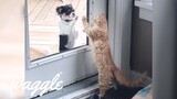 Cats Who Think They're Dogs | Funny Pet Videos