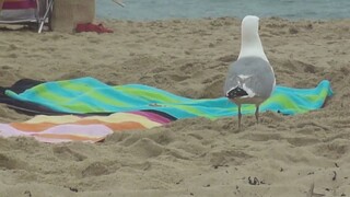 Seagull danger