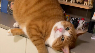 It really needs to be petted.