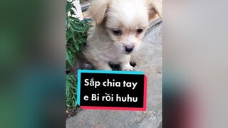 Sẽ nhớ Bi nhiều lắm. cunyeucuadua chó chócon chókhôn chócute xuhuong fyp