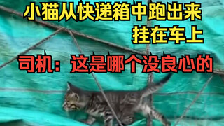 Mèo con chạy ra từ thùng chuyển phát nhanh, bám vào xe tải lớn, tài xế: Ai nhẫn tâm thế này đây