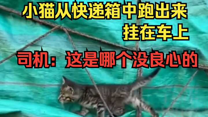 小猫从快递箱中跑出，挂在大车上，司机：这是哪个没良心的