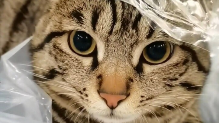 Can you imagine a cat this cute and so well-behaved?
