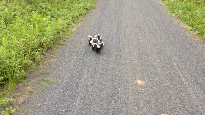 Đạp xe tình cờ gặp cả gia đình chồn hôi