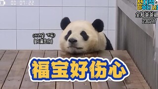 【中字】福宝好伤心 因为麻麻没回家不能出外场的福小熊友生胖气了好可爱 还有跟福宝炫耀新雨靴的爷爷也好可爱啊 爷爷一搭话就会过来的福狗狗真乖