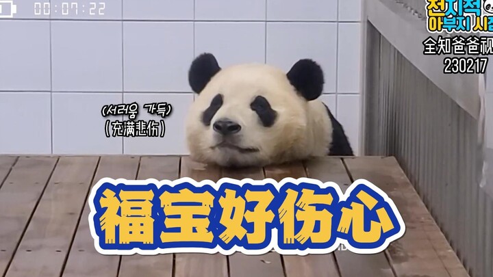 【中字】福宝好伤心 因为麻麻没回家不能出外场的福小熊友生胖气了好可爱 还有跟福宝炫耀新雨靴的爷爷也好可爱啊 爷爷一搭话就会过来的福狗狗真乖