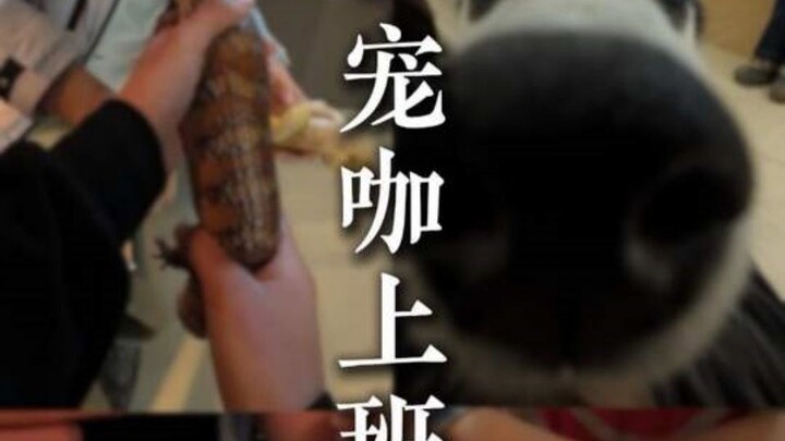 Một ngày đi làm của thú cưng nổi tiếng