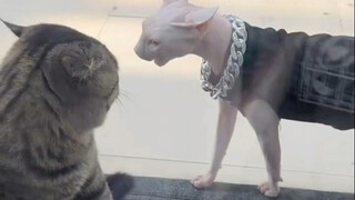 Kucing belang vs. kucing tanpa bulu