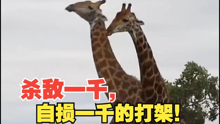 Giraffe: If we fight, we’ll kill a thousand enemies but lose a thousand of our own!