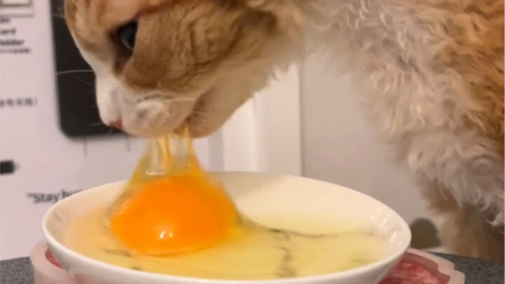 แมวน้อยกับเครื่องตีไข่! สตาร์ท!!