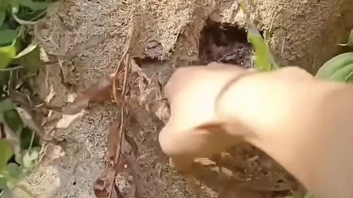 เมื่อเจอหลุมเหล่านี้กลางแจ้ง อย่าเผลอเอามือไปแหย่เด็ดขาด!