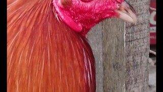 original broodcock