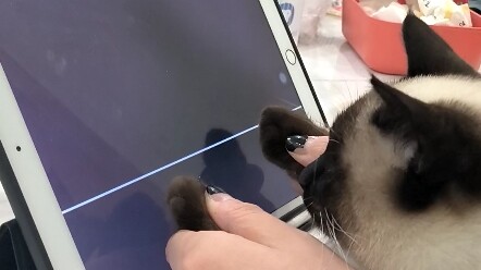Kucing memainkan daging pantatnya, kucing itu baik