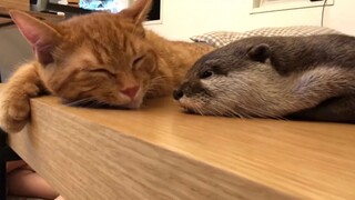[Otter] Pretending to sleep, the otter slowly approaches the cat [Sakura and Mochi]