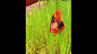 เพิ่งเคยเห็นครั้งแรกเลย ตื่นเต้นมาก