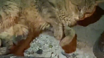 بضربة واحدة، تتحول أحلام القطة الجميلة إلى ندم.