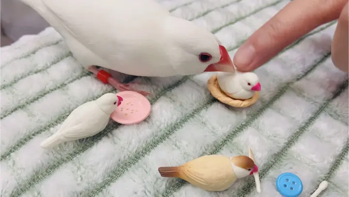[Animals]The white Java sparrow is getting jealous