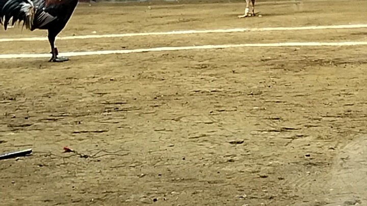 Taytay arena coliseum