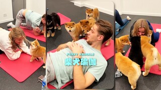 来体验一次柴犬瑜伽吧