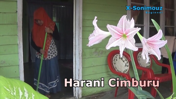 Hallak : Halai Malawak "Harani Cimburu"