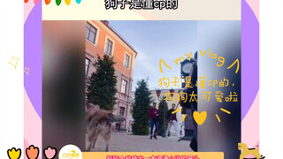 Anjing memang paham tentang pasangan, anjing-anjing ini sangat lucu!