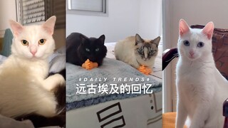 ได้ยินมาว่าเสียงนี้จะทำให้แมวของคุณนึกถึงช่วงเวลาที่มันถูกบูชาในอียิปต์โบราณ