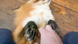 فوكس: هاه؟ هذا ليس جيدًا.