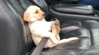 Funniest and Cutest Labrador Puppies 5 - วิดีโอลูกสุนัขตลก 2020