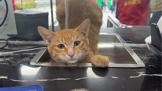 Anak kucing: Aku di sini untuk mengunjungimu