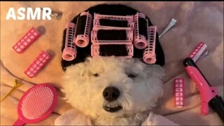 【Som】ASMR ลูกสุนัขกำลังดัดผมที่ร้านทำผม🐶