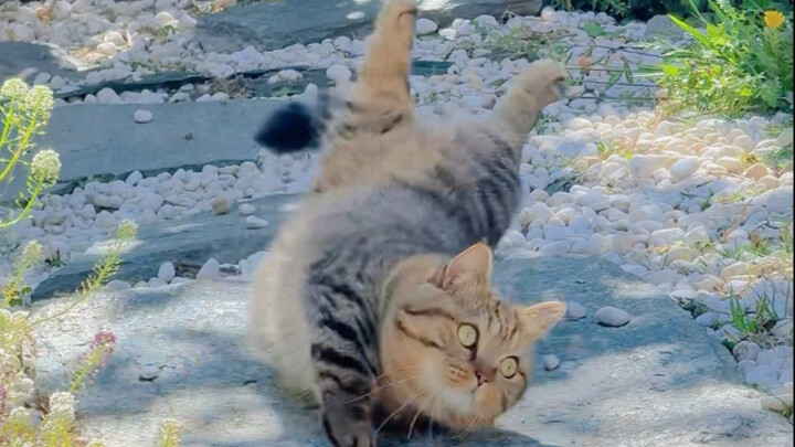 The Earth Held Up by Little Fish