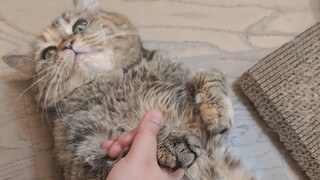 هنا مركز تدليك وصحة لبطن البقر