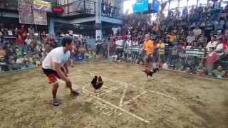 LOSE TAYO MKA KA HYBREED😅