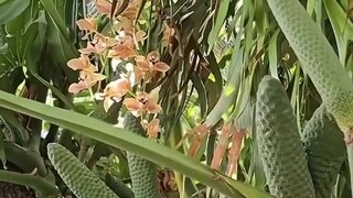 buah monstera deliciousa#zaintemanime #jawa #wongjowo #fyi #fyp #faktaunik #monsteradeliciosa #tanam