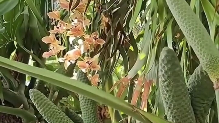 buah monstera deliciousa#zaintemanime #jawa #wongjowo #fyi #fyp #faktaunik #monsteradeliciosa #tanam