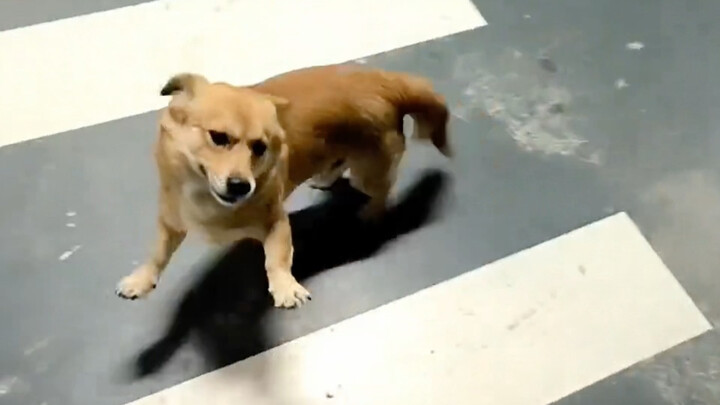 Xiao Huang, Xiao Huang, Xiao Huang!