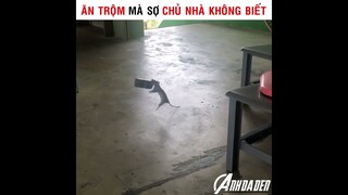 Ăn Trộm Mà Sợ Chủ Nhà Không Biết