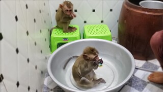 Most Playful Baby Monkey!! Haha, Little Toto & Yaya are so happy when taking a bath together