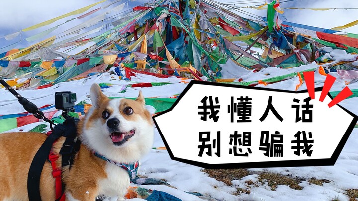 Keliling Tiongkok bersama anjing, ternyata si bulu bisa mengerti bahasa manusia—terbukti!