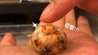 【猪鼻蛇】awsl刚刚破壳的小猪！！！