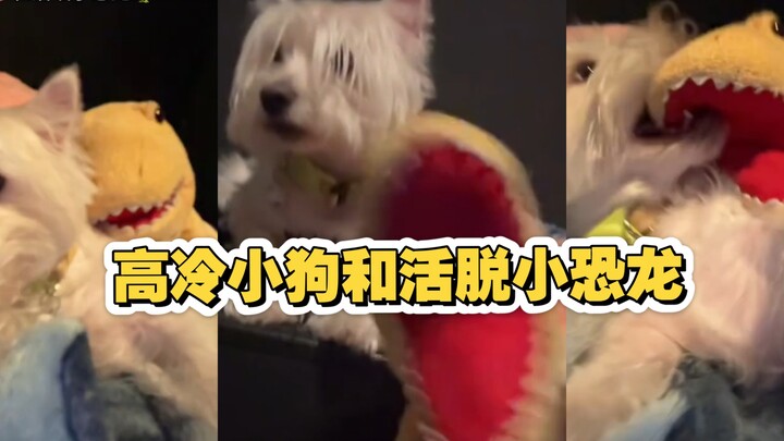 Chú cún lạnh lùng và chú khủng long nhí nhố — cặp đôi này đúng là gây bao phen dở khóc dở cười, ha h