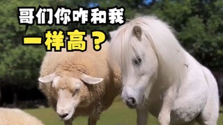 Một chú ngựa lùn nhỏ thích chiếm spotlight!