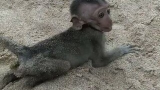 Monkey Lip Smacking At The Beach. #treerat by KarenMafia.