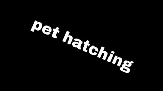 New Event Pets Hatching Simulator 2 / Owner
