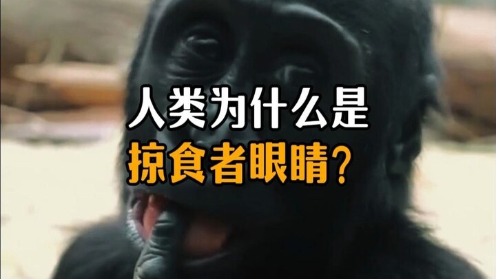 人类是杂食性动物为啥却长了一双掠食者眼睛？
