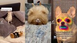 Dogs being cute - TikTok Compilation #3