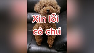 Trả lời  Hạt Dẻ xin lỗi cô chú ạ! Hạt Dẻ quay video mang tính chất vui thôi thôi, chú nặng lời với con quá 😢 HatDe TeamHatDe ThuCung 강아지 멍멍이 Dog doglover